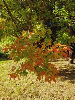 紅葉の始まり トウカエデ,唐楓,カエデの写真素材