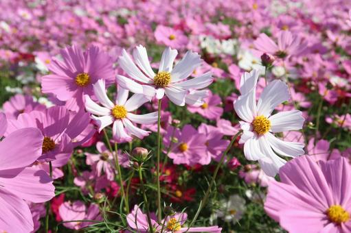 Cosmos, JPG Cosmos, JPG