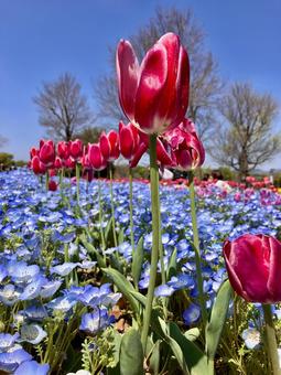 Tulips and Nemophila, JPG