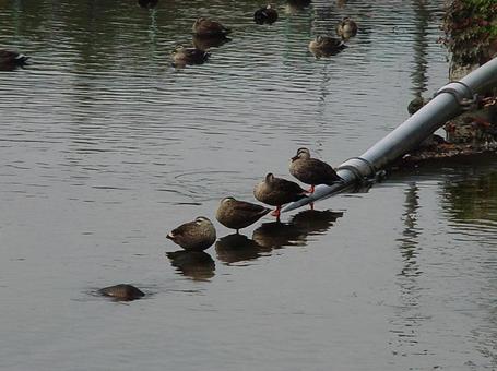 Duck, JPG