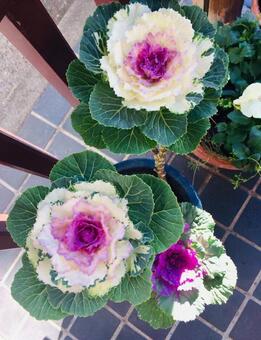 植物 植物の写真