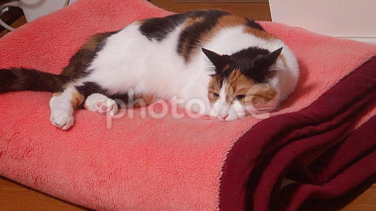 毛布の上で寛ぐ三毛猫 三毛猫,calico,catの写真素材