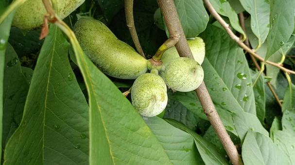 Photo, poopo, fruit, delicious, 