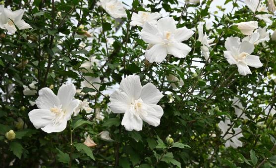 Rose of Sharon, JPG Rose of Sharon, JPG
