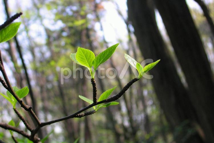 樹木と空 新緑,木漏れ日,木の写真素材