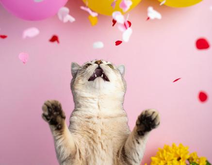 嬉しい猫 嬉しい猫の写真