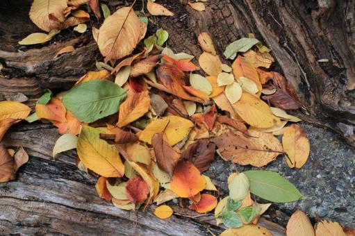 【草木の写真】紅葉_落ち葉1 秋,紅葉,落ち葉の写真素材