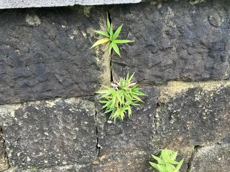 石壁に生える雑草 石壁に生える雑草 グリーン,自然,景色の写真素材