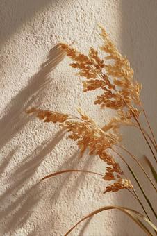 秋の収穫を思わせる、素朴な稲穂 秋の収穫を思わせる、素朴な稲穂の写真