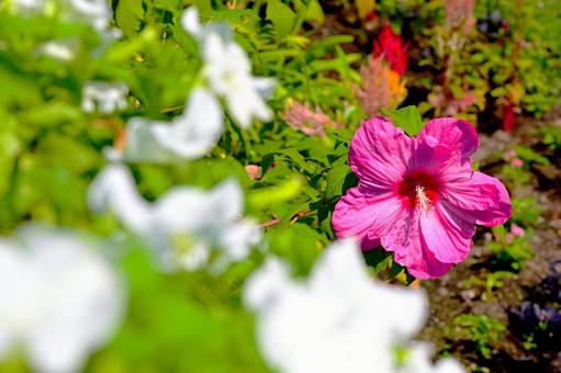 タイタンビスカス タイタンビスカス タイタンビスカス,花,植物の写真素材