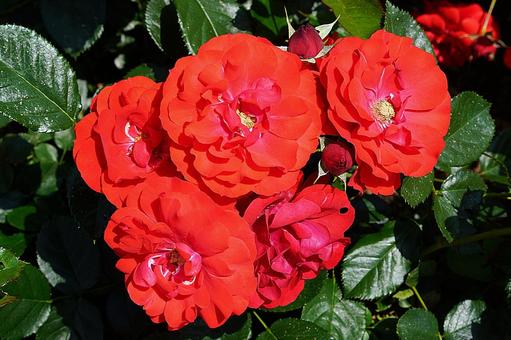 荒牧バラ園619フラワーカーペットローズ 兵庫県,荒牧バラ園,バラの写真素材