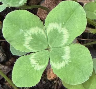 四つ葉のクローバー 四つ葉のクローバー,クローバー,植物の写真素材