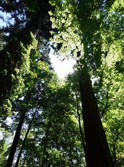 Sunlight filtering through the trees and a shower of greenery, sunbeams leaves, forest, green, JPG