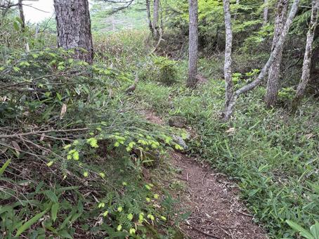 森の小道 森の小道 新芽,緑,新緑の写真素材