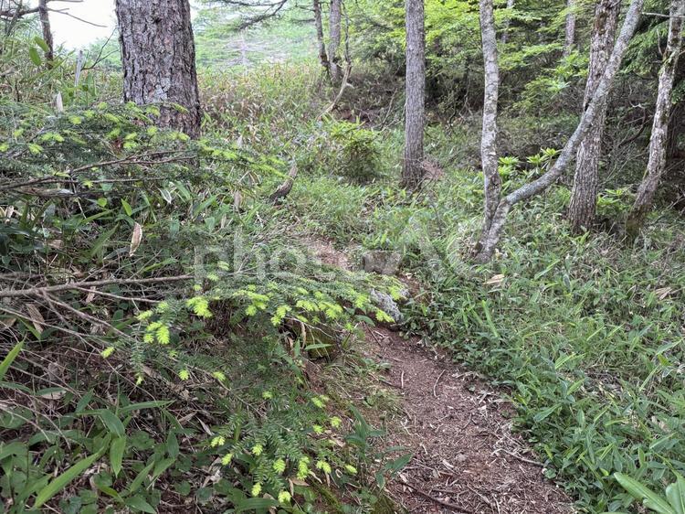 森の小道 新芽,緑,新緑の写真素材