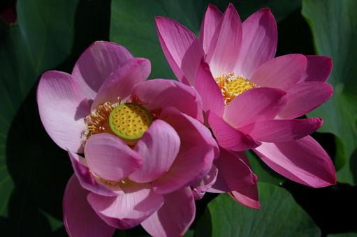 神聖な花 神聖な花の写真