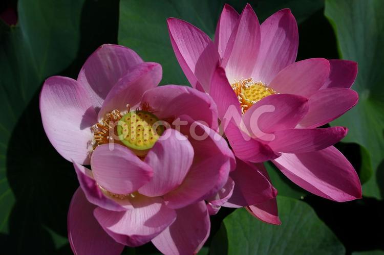 神聖な花 ハス,花,ハス科の植物の写真素材