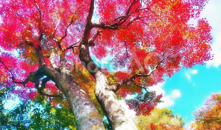 赤色の鮮やかなモミジの紅葉 紅葉,モミジ,秋の写真素材