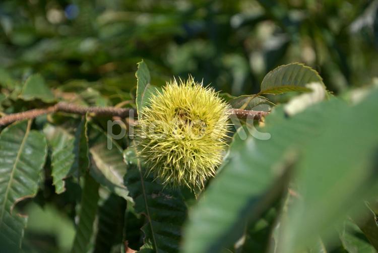 夏の栗の木 栗,ブナ科,栗の木の写真素材