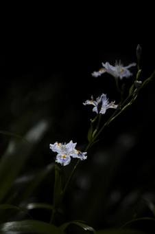 春に咲くシャガの花 春に咲くシャガの花 シャガ,春,山の写真素材