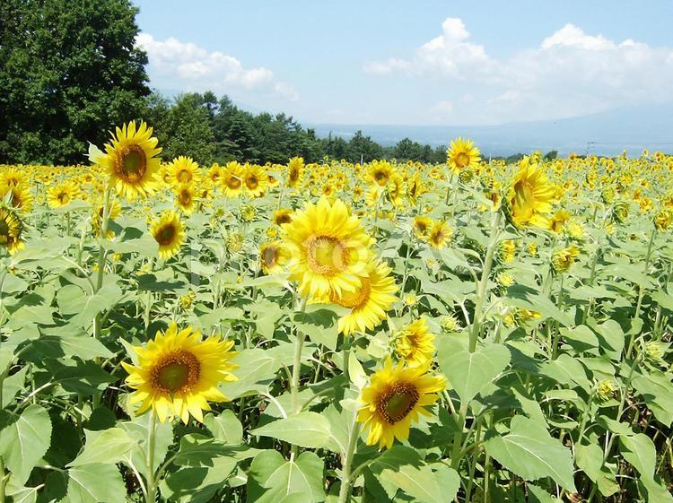 夏のヒマワリ畑 ヒマワリ,向日葵,ひまわりの写真素材