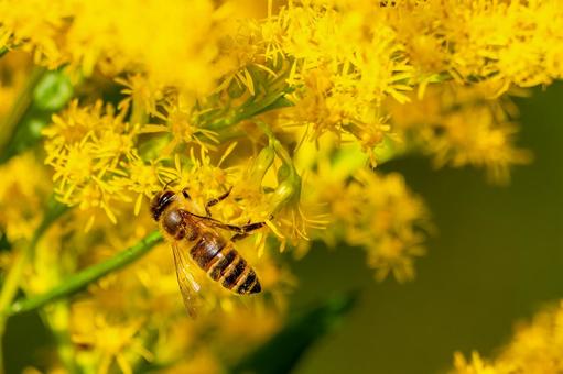 ミツバチとセイタカアワダチソウ⑴ ミツバチとセイタカアワダチソウ⑴の写真