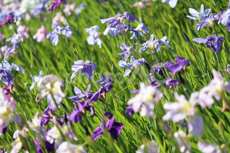 はなしょうぶ はなしょうぶ,花菖蒲,花しょうぶの写真素材