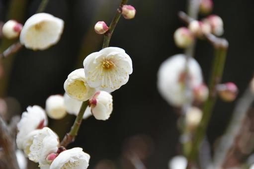Plum (Tamabotan), JPG Plum (Tamabotan), JPG