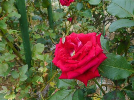 日本生まれの赤い薔薇・キャンディレッド 日本生まれの赤い薔薇・キャンディレッド キャンディレッド,赤,薔薇の写真素材