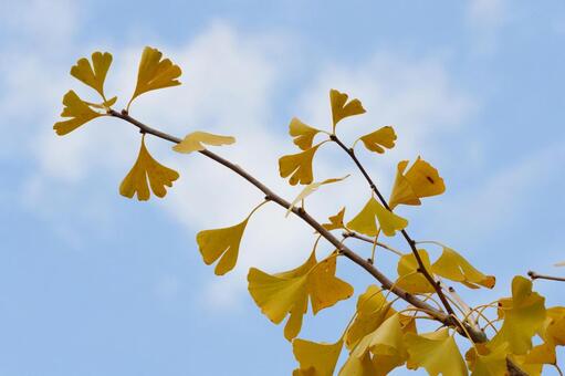 黄葉したイチョウと青空1 イチョウ,銀杏,公孫樹の写真素材