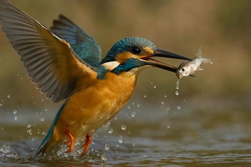 カワセミが水中の魚を捕らえる狩りの瞬間 カワセミが水中の魚を捕らえる狩りの瞬間の写真