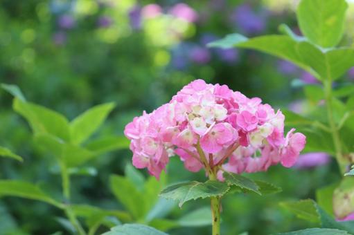 紫陽花なのの写真