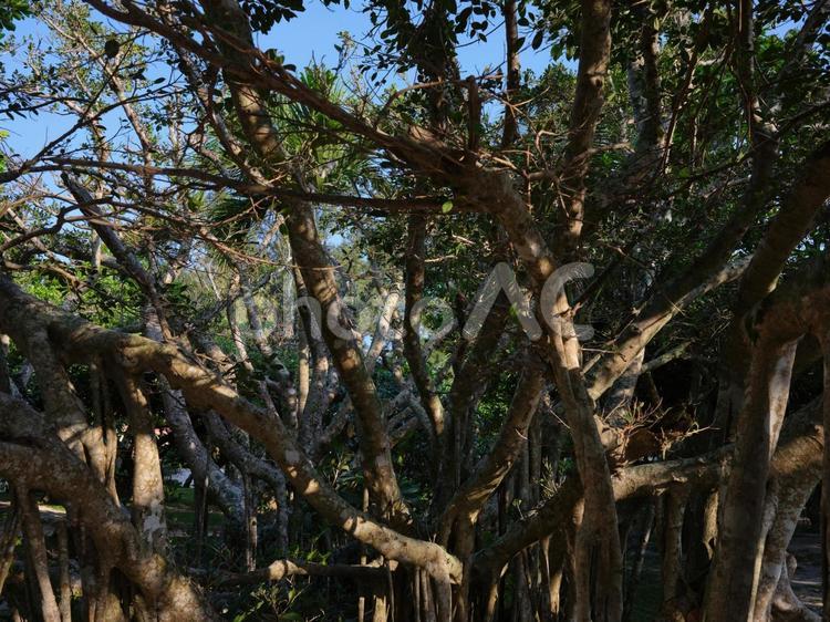 夕日に照らされた南国の樹木 ジャングル,自然,植物の写真素材