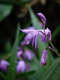 照片, 紫兰, 硅烷, 公园, 