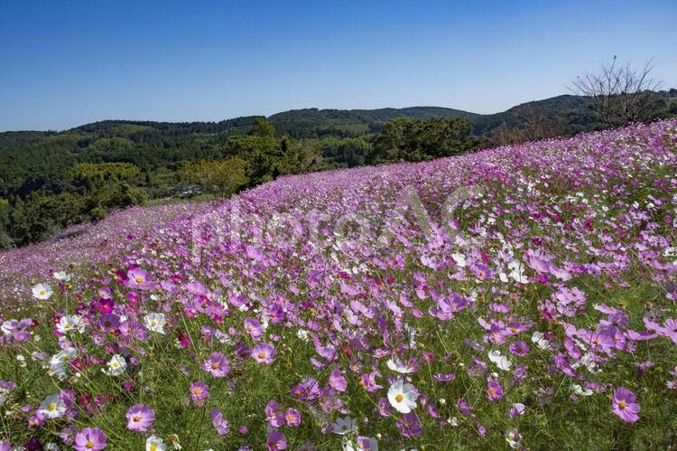 コスモスの花畑　鹿児島県　上場高原 コスモス,秋桜,花の写真素材