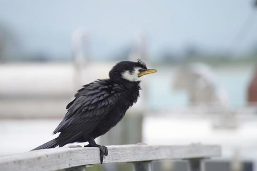 シロハラコビトウ～ニュージーランドにて シロハラコビトウ,鵜,ニュージーランドの写真素材