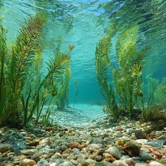 清らかな水が流れる湖底 清らかな水が流れる湖底の写真