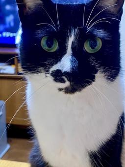 見つめる猫 見つめる猫の写真