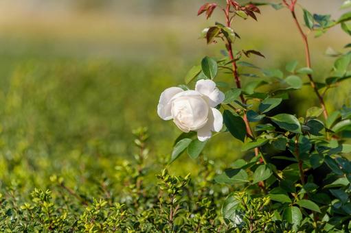 緑の中に咲く白い薔薇の写真