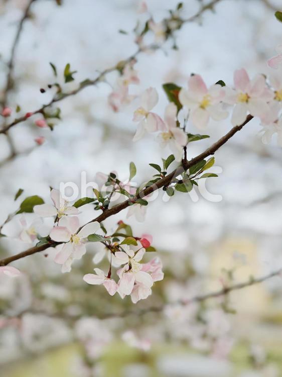 桜　春　花　爛漫 桜,春,爛漫の写真素材