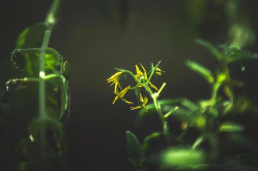 植物 植物の写真