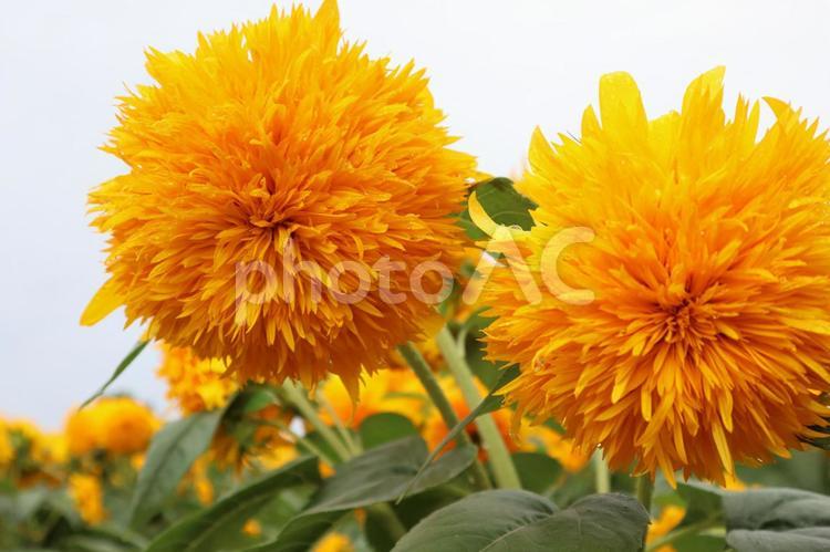 種がないひまわり 花,植物,何人もありませんの写真素材