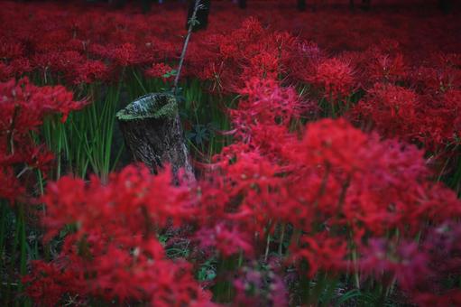 リコリス リコリスの写真