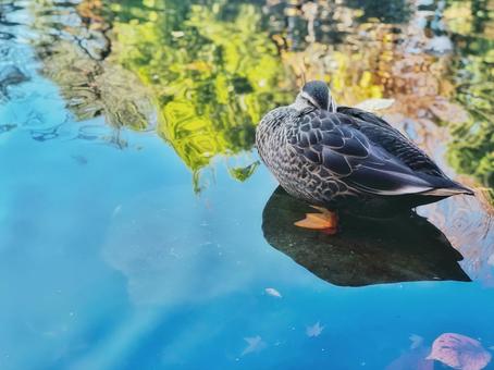 秋の公園の紅葉の水面と鴨 秋の公園の紅葉の水面と鴨 カモ,鳥,浮かぶの写真素材