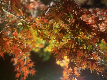 紅葉 紅葉 寺,灯火,秋の写真素材