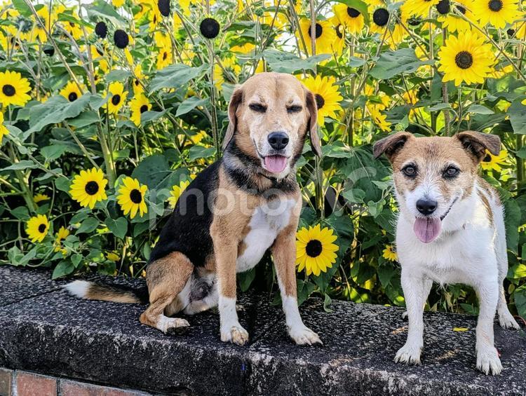 向日葵とともに 犬,ビーグル,ジャックラッセルテリアの写真素材