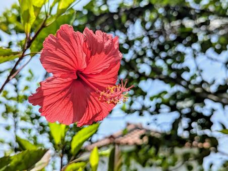 残波岬のハイビスカス 植物,ハイビスカス,沖縄の写真素材