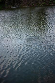 水面の波紋 水面,波紋,さざ波の写真素材