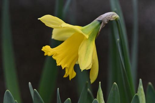 Daffodil, spring, daffodil, vivid, JPG