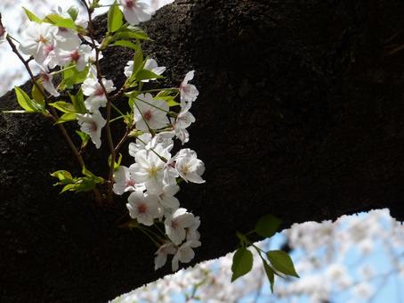 桜、枝を背景にしたアップ 桜、枝を背景にしたアップの写真